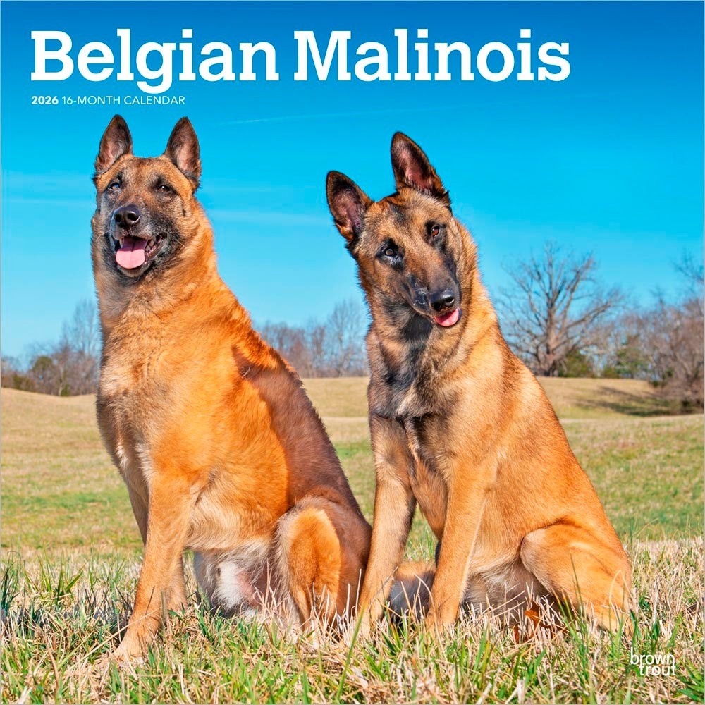 Belgian Malinois | 2026 12×24″ (Hanging) Square Wall Calendar | Plastic-Free