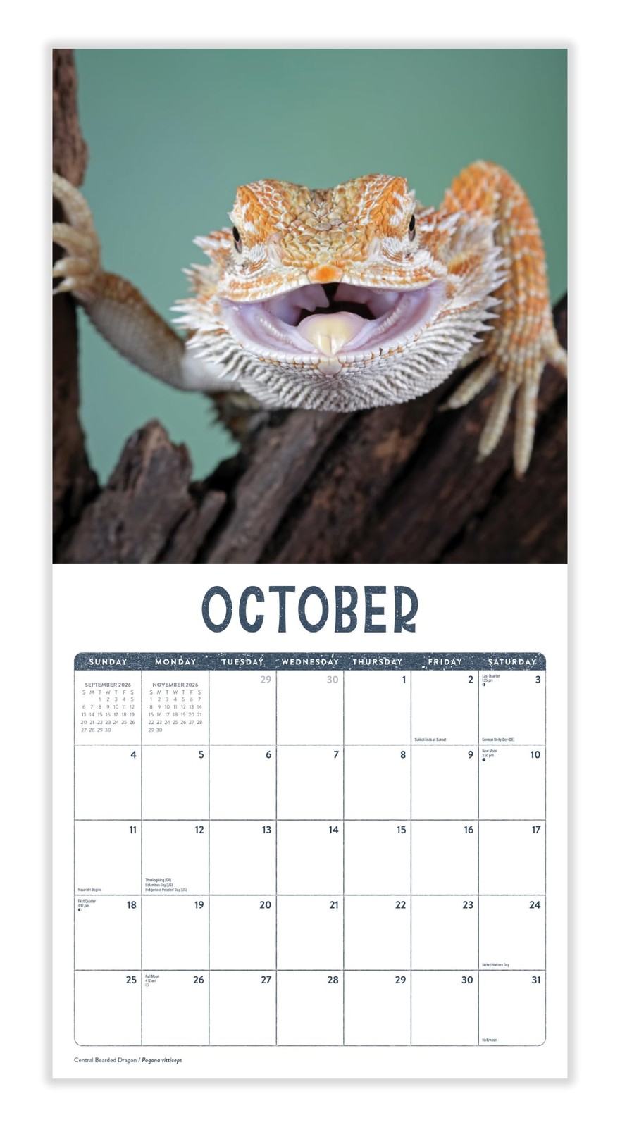 Lizards 2026 Calendar | Reptile Monthly Wall Planner | Geckos,