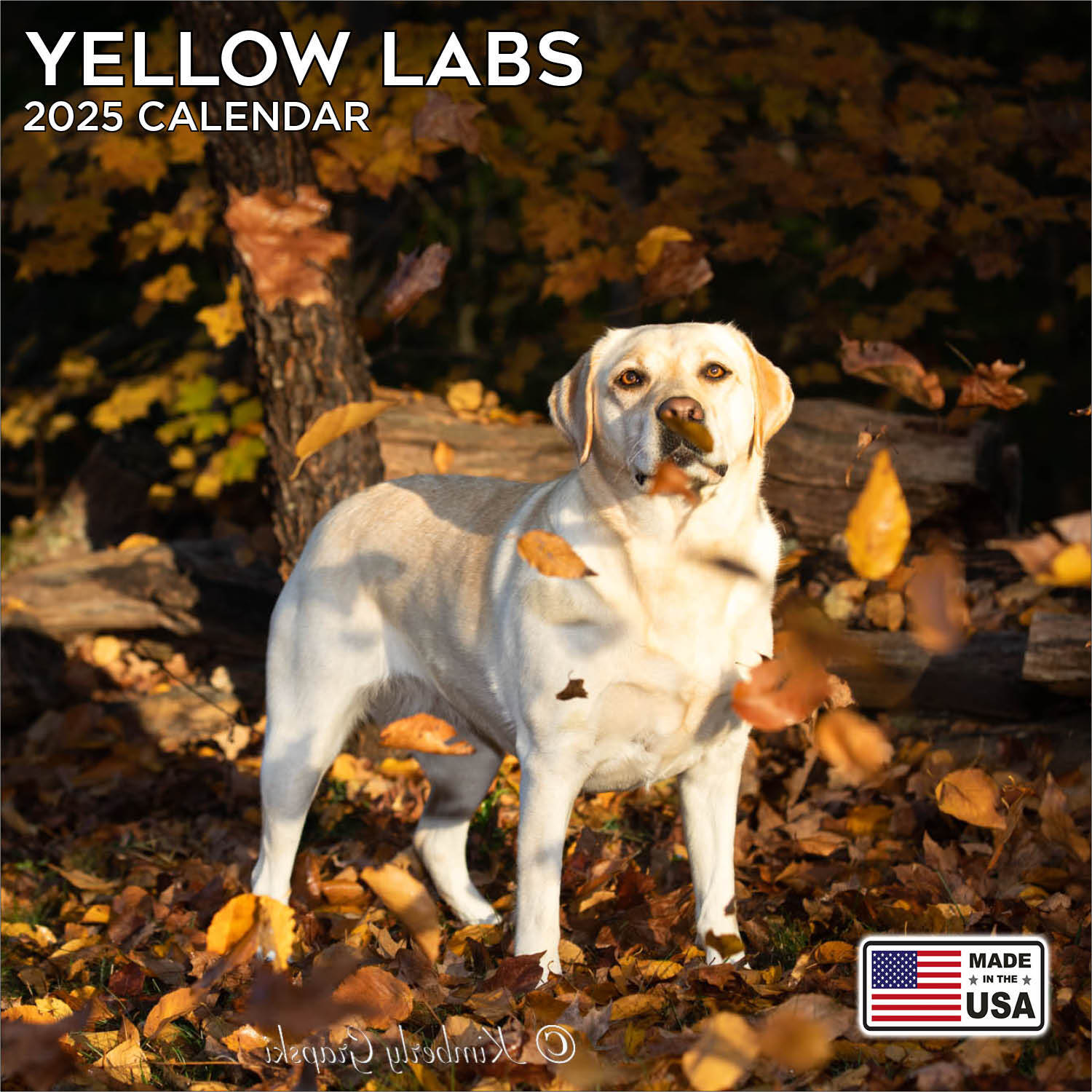 Yellow Labrador Calendar 2025 – Dog Breed Wall Calendar – Made in the USA!