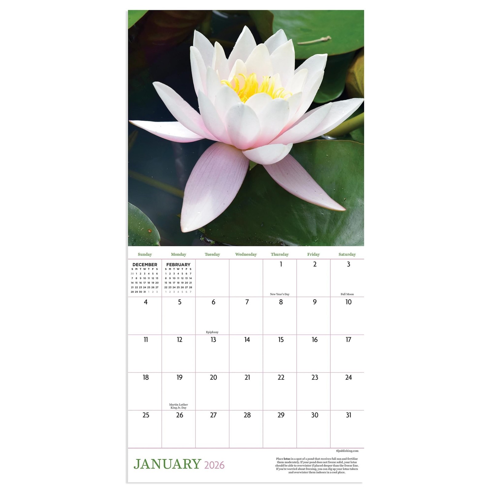 TF Publishing 2026 Flowers Mini Calendar with Monthly Grids for Appointments …