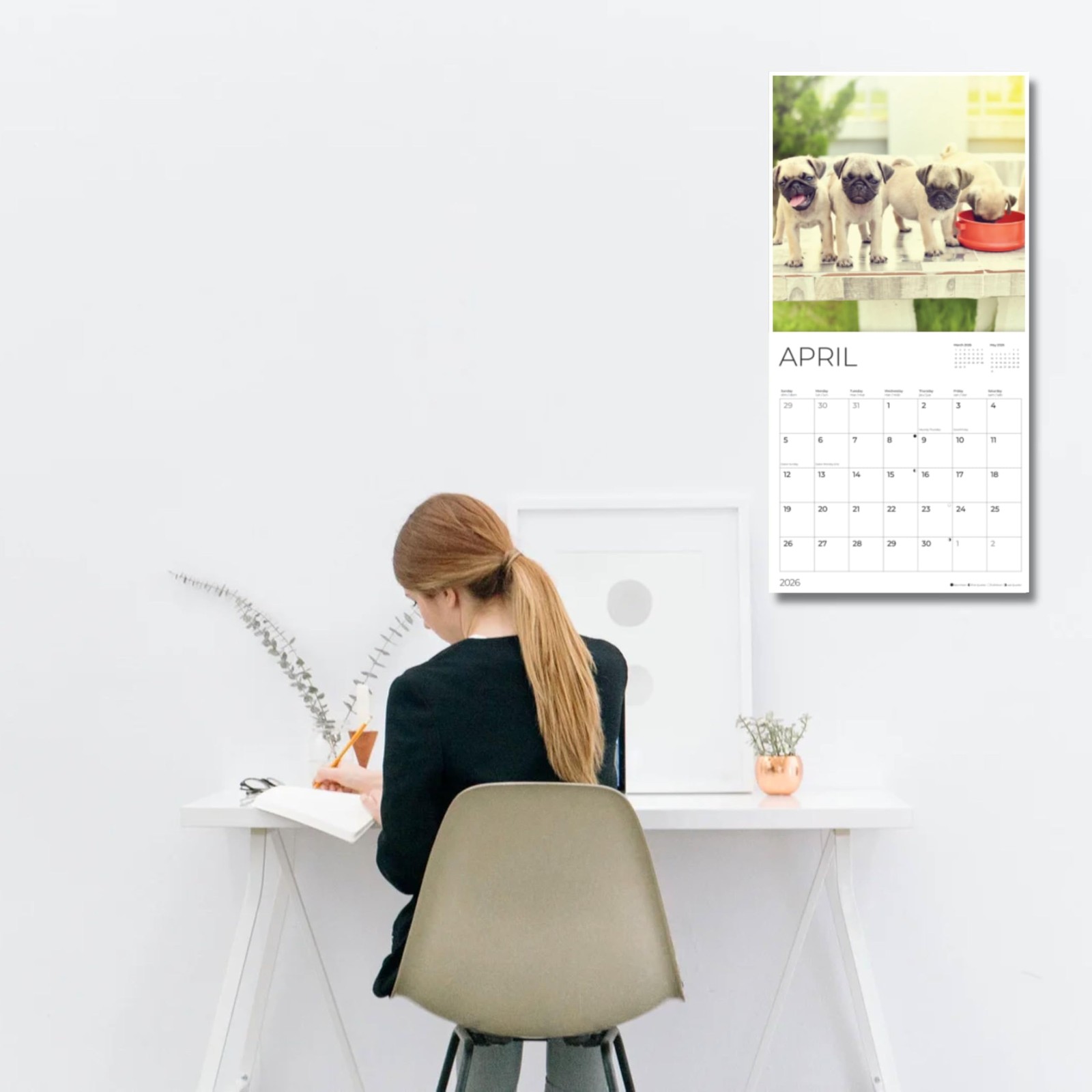 Pug Puppy Wall Calendar 2026| 12″ x 24″ Open | Dog Puppies