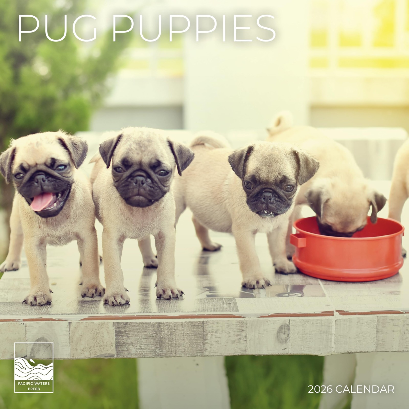 Pug Puppy Wall Calendar 2026| 12″ x 24″ Open | Dog Puppies