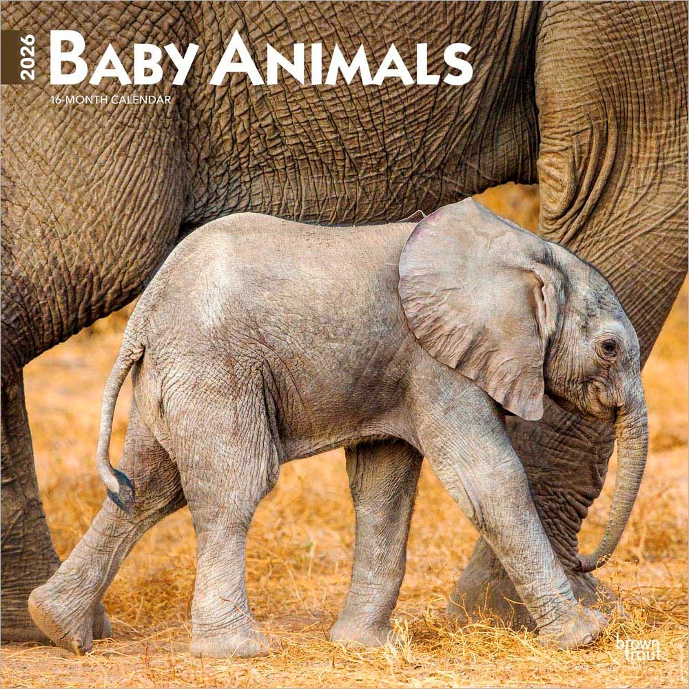Baby Animals | 2026 12×24″ (Hanging) Square Wall Calendar | Plastic-Free