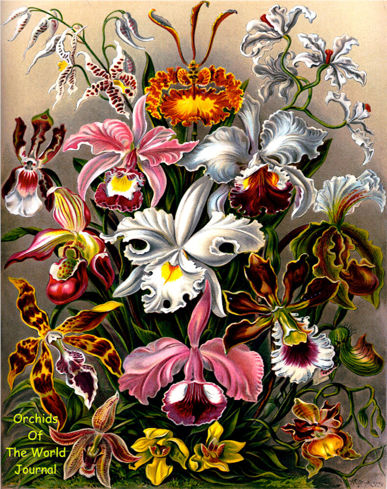 Orchids of the World Journal 8×10 Journal/Notebook 200 Ruled Pages Ernst Haeckel