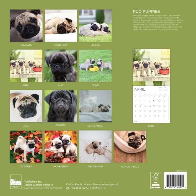 Pug Puppy Wall Calendar 2026| 12″ x 24″ Open | Dog Puppies
