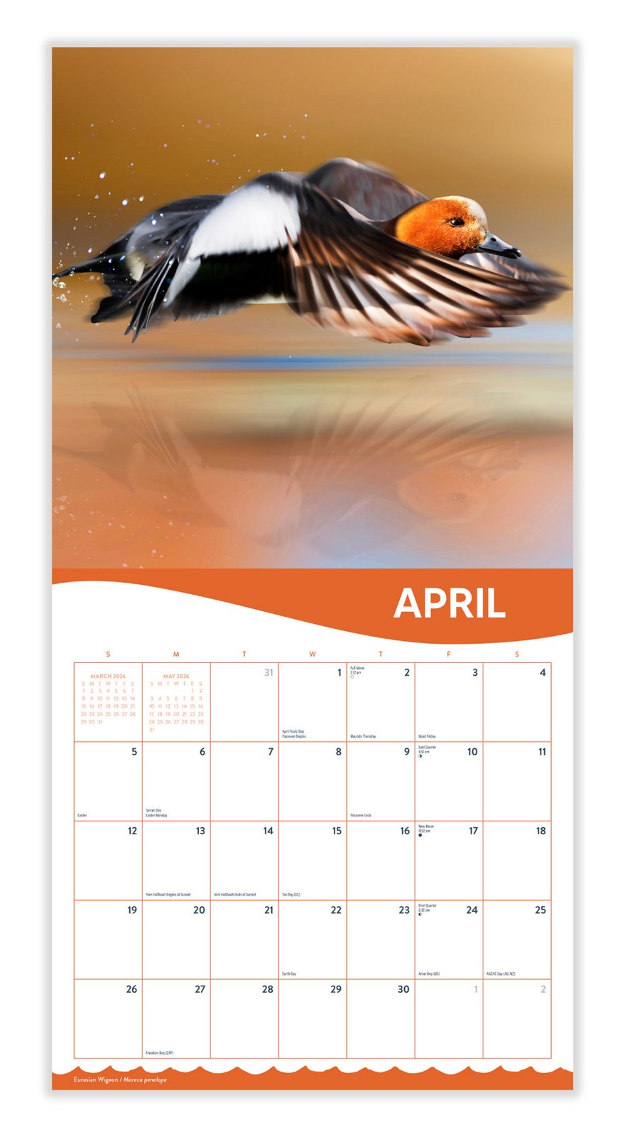 Ducks Calendar 2026 | 12″ x 24″ Cute Duck Calendar 12 Month | Marble City Press