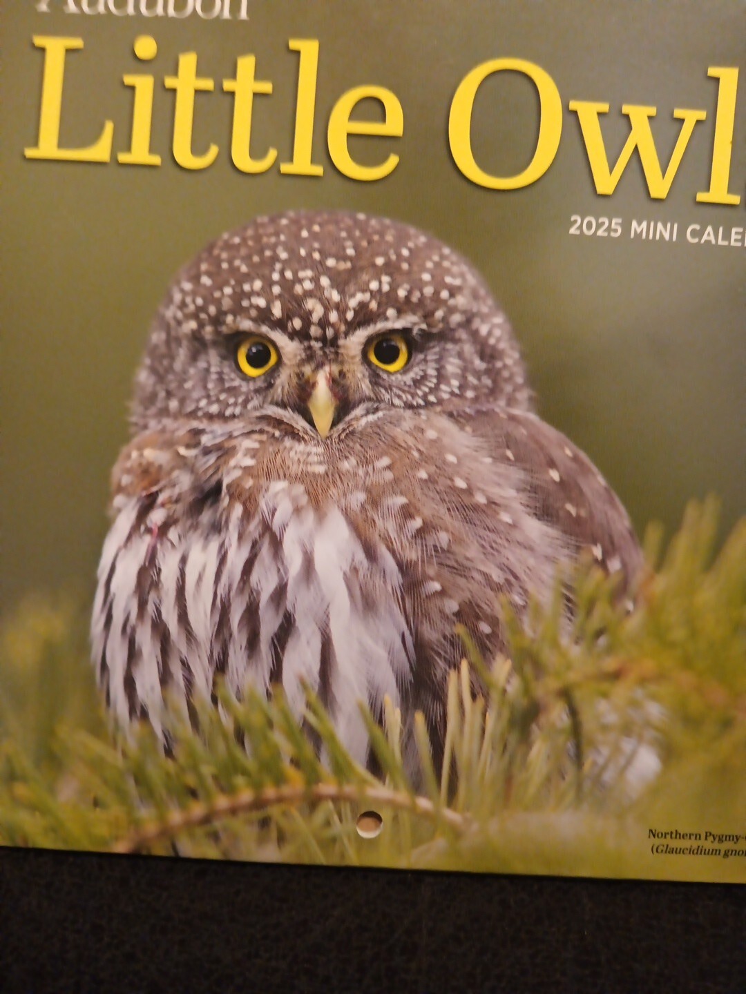 LITTLE OWLS Audibon 2025 7″ x 7″ Mini Wall Calendar (New & Sealed)