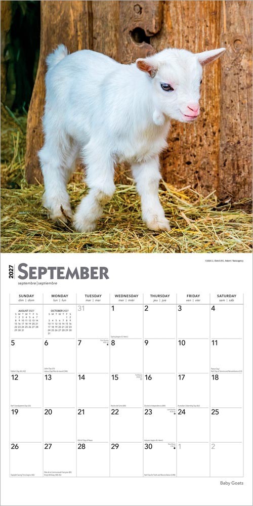 Baby Goats | 2027 12×24″ (Hanging) Monthly Square Wall Calendar | Plastic-Free