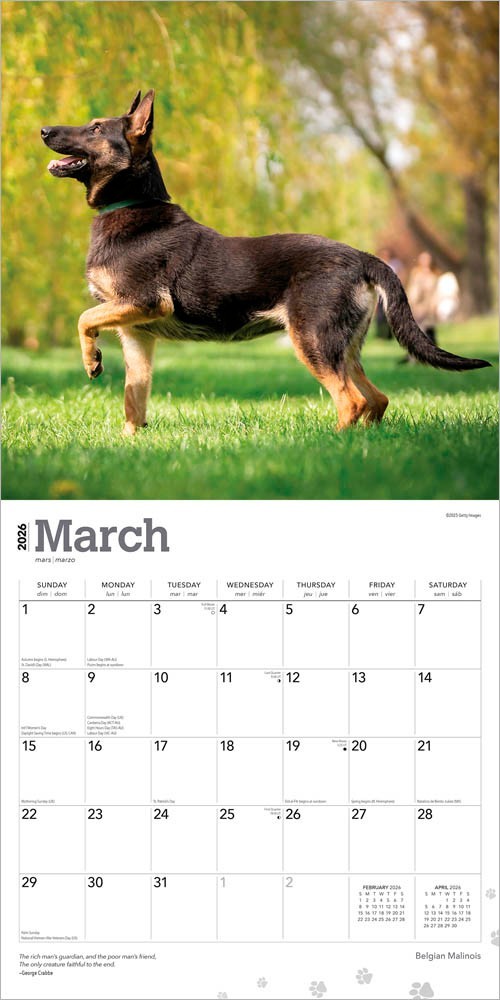 Belgian Malinois | 2026 12×24″ (Hanging) Square Wall Calendar | Plastic-Free