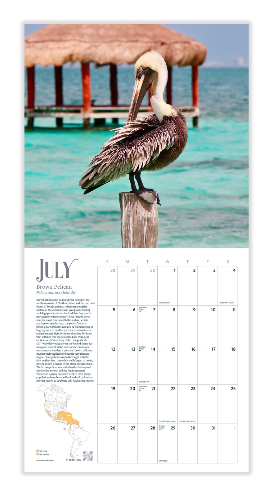 Bird Wall Calendar 2026 | 12″ x 24″ 12 Month Calendar | Marble City Press