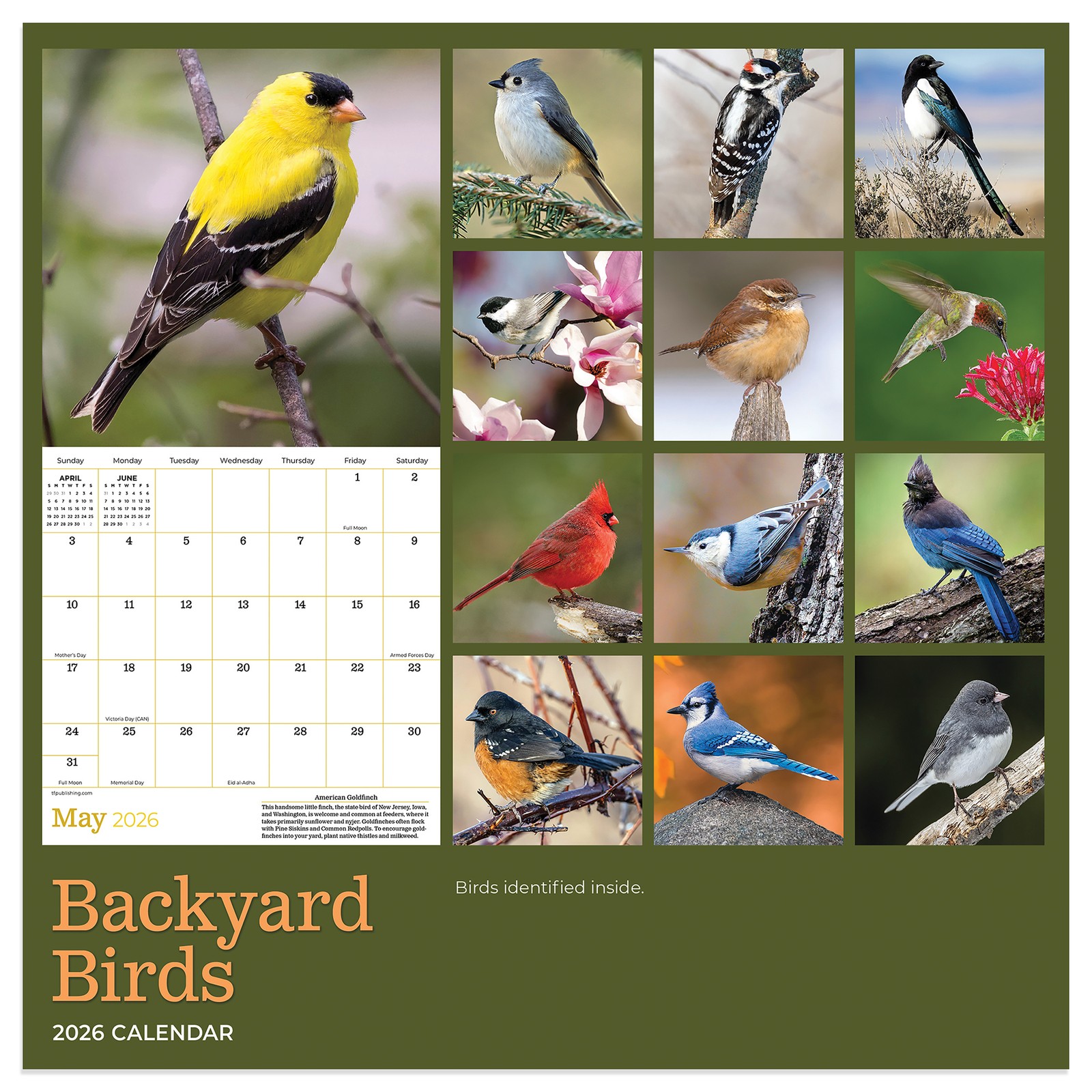 TF Publishing 2026 Backyard Birds Mini Calendar with Monthly Grids