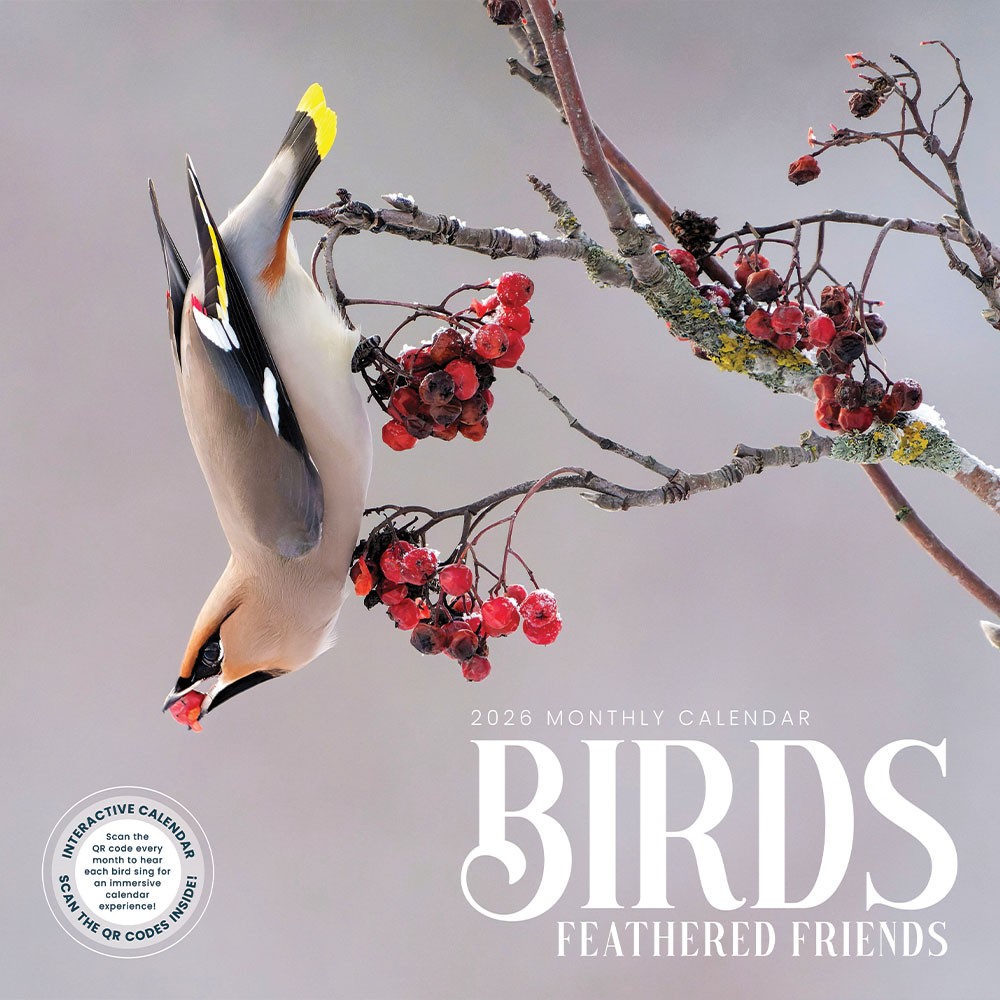 Bird Wall Calendar 2026 | 12″ x 24″ 12 Month Calendar | Marble City Press
