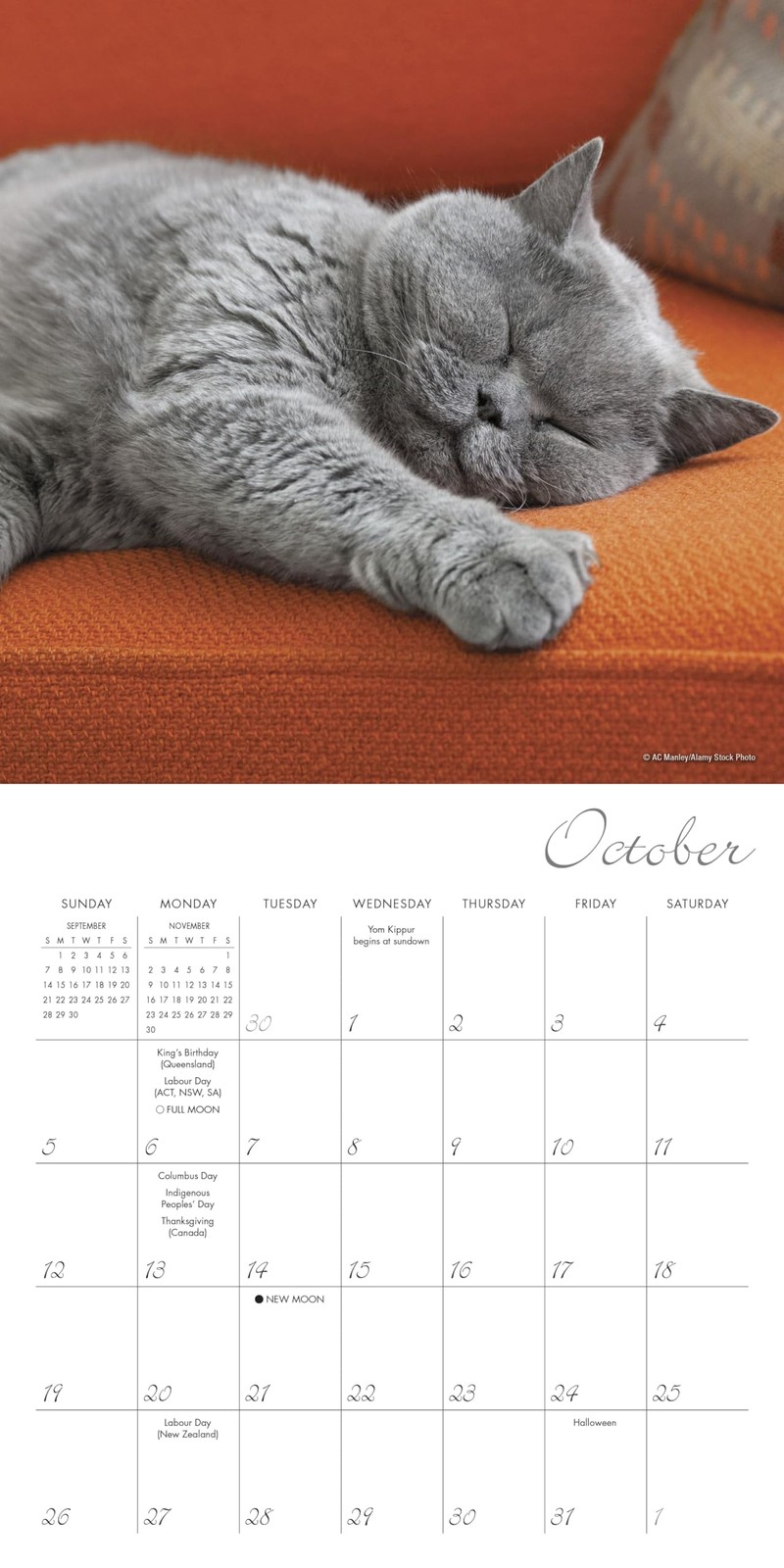 Cat Naps 2025 Mini Calendar, 7″ x 7″W x 7″H,