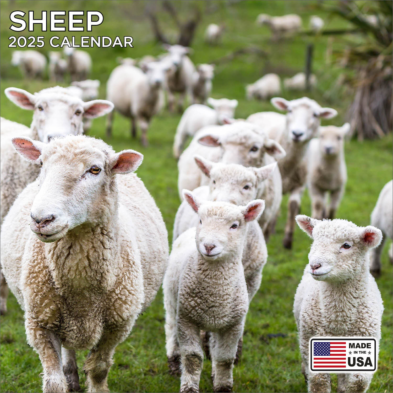 Sheep Calendar 2025 – Animal Wall Calendar – Made in the USA!