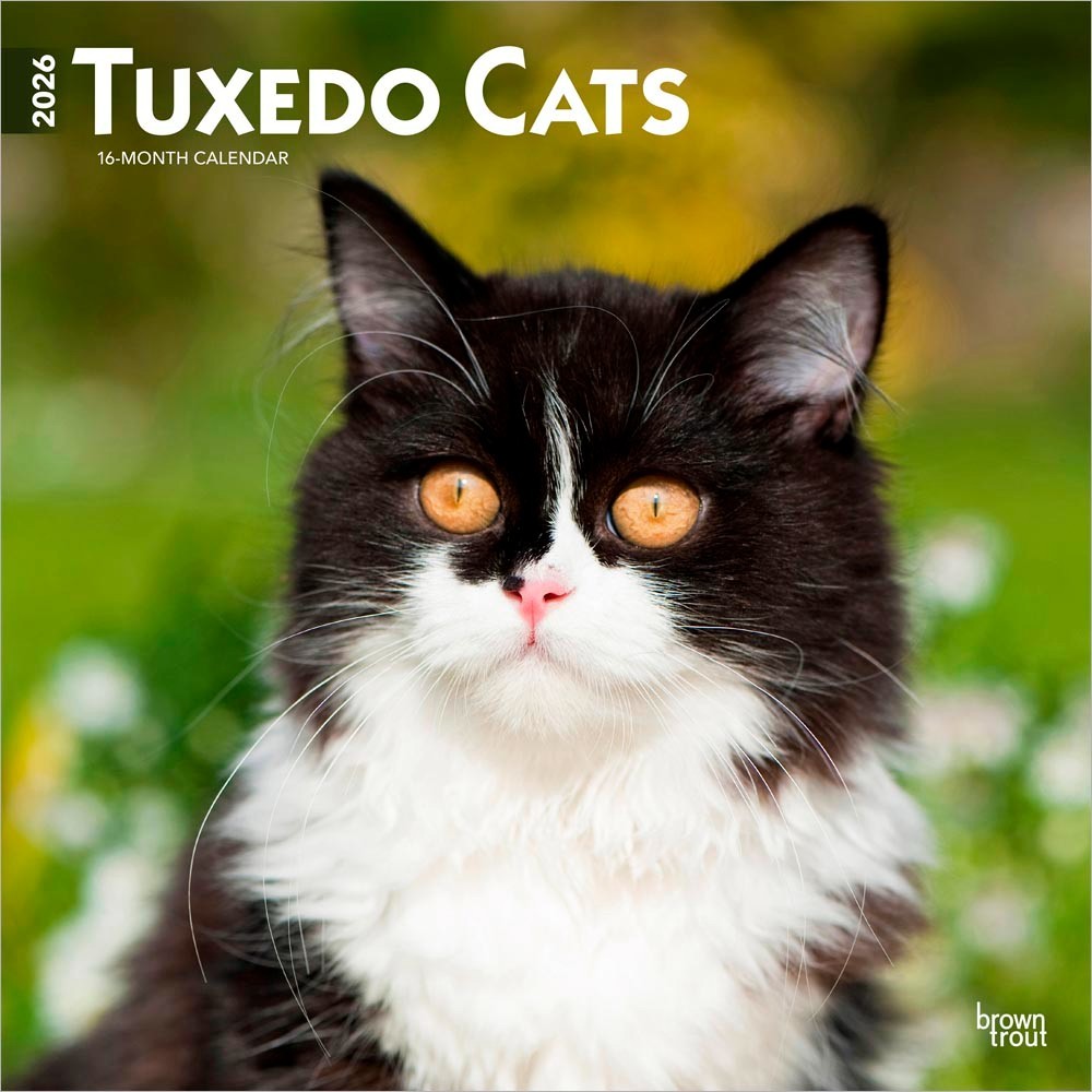 Tuxedo Cats | 2026 12×24″ (Hanging) Monthly Square Wall Calendar | Plastic-Free