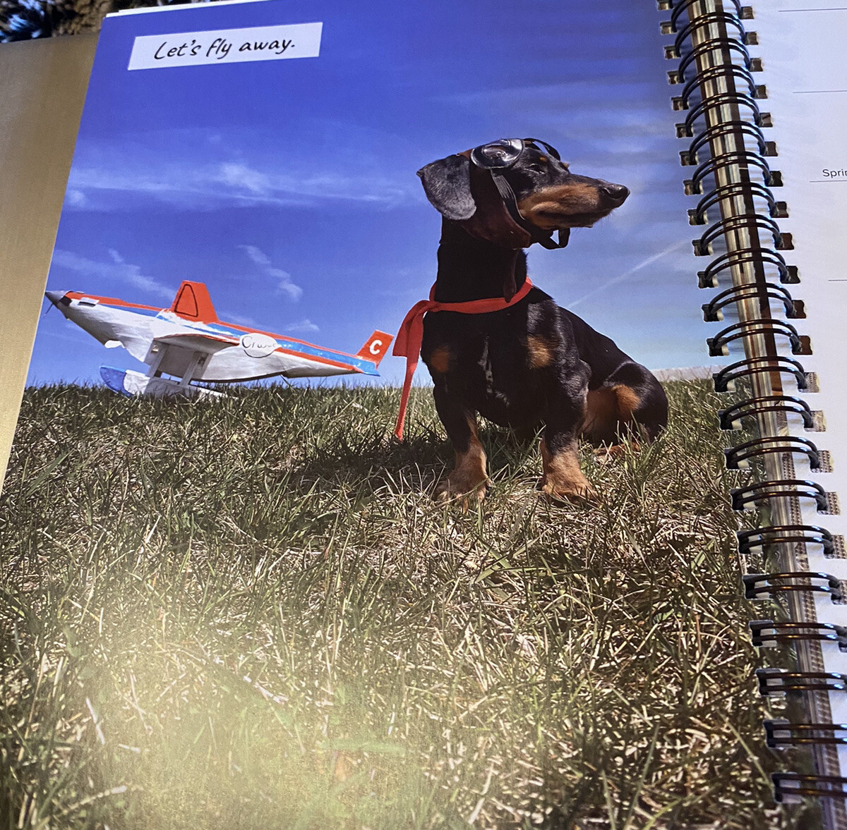 Crusoe the Celebrity Dachshund 2024 6.5″ x 8.5″ Engagement Calendar