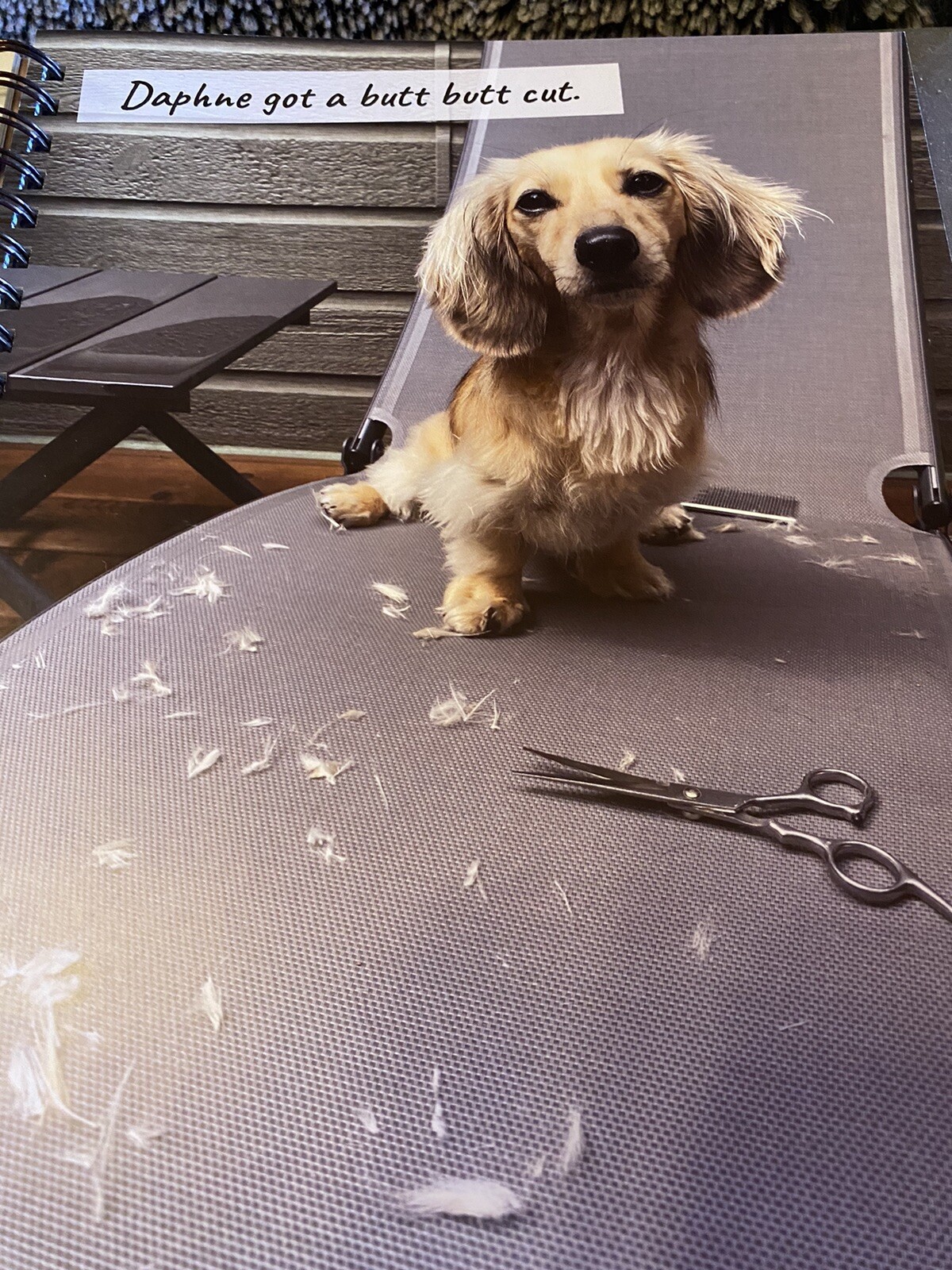 Crusoe the Celebrity Dachshund 2024 6.5″ x 8.5″ Engagement Calendar