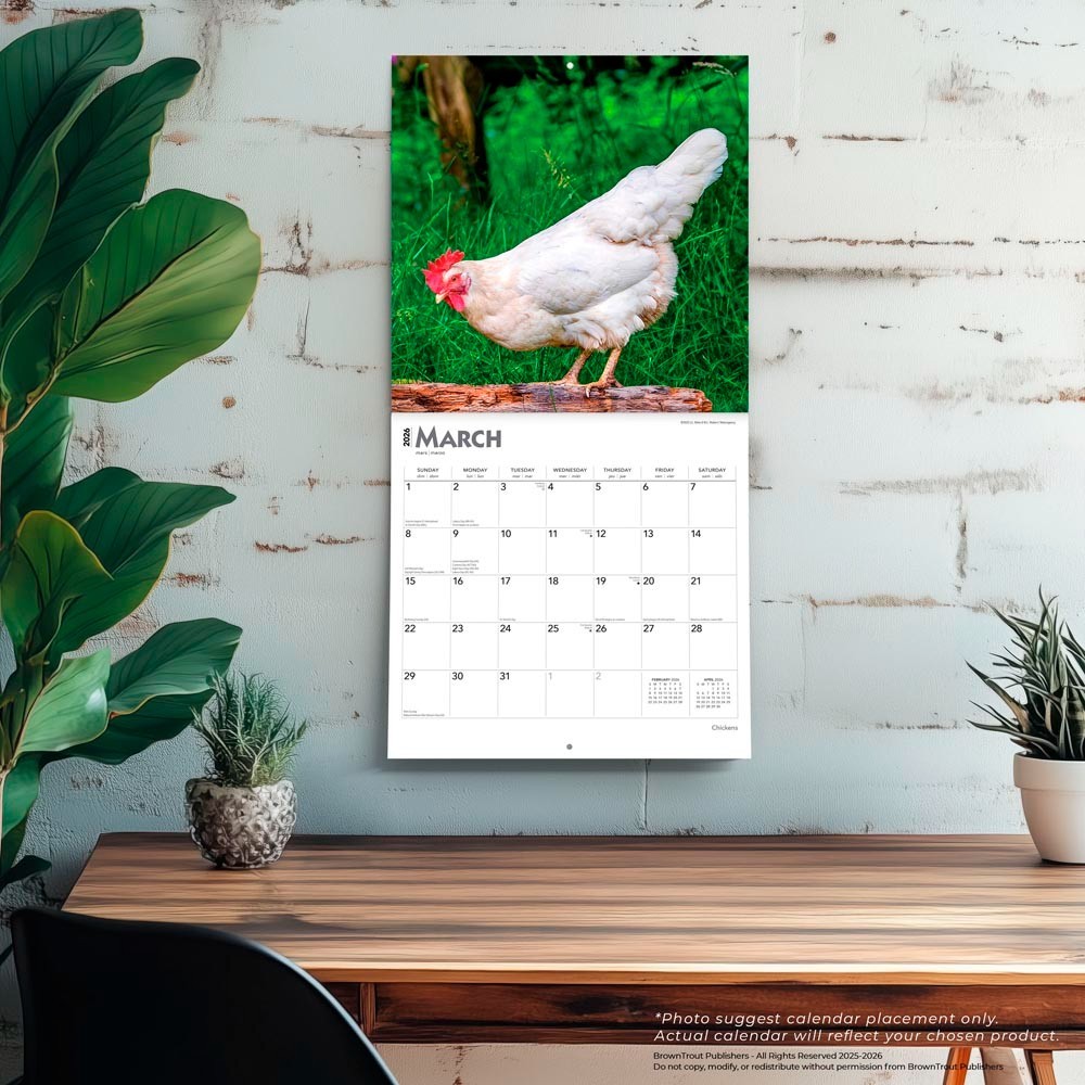 Chickens | 2026 12×24″ (Hanging) Monthly Square Wall Calendar | Plastic-Free