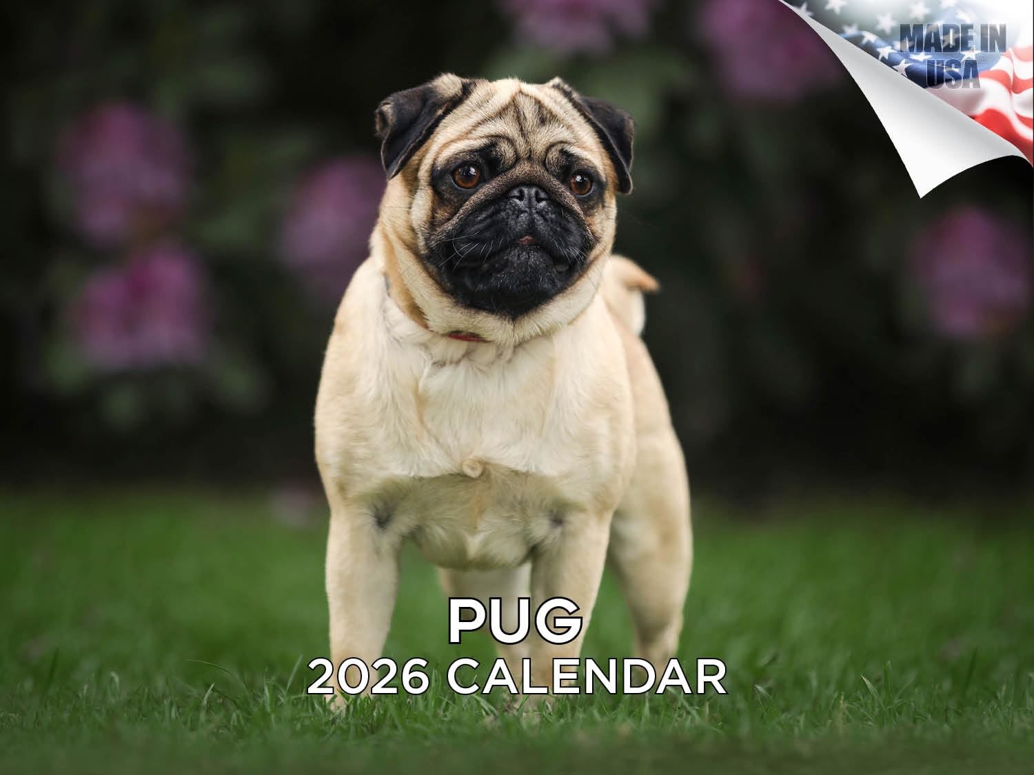 2025 2026 Pug Calendar – Dog Breed Monthly Wall – 12″ x 9″,