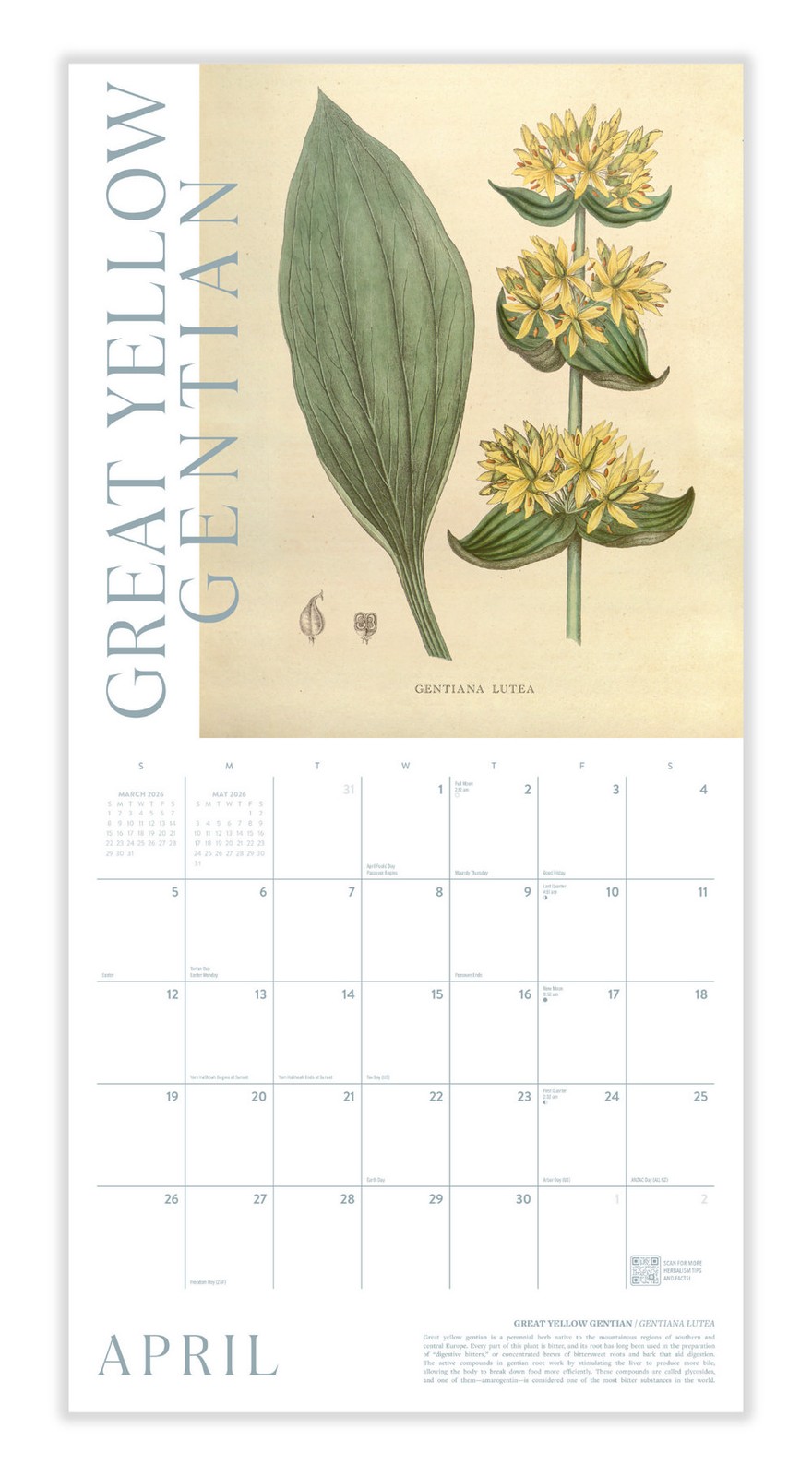 Herbal Apothecary Calendar 2026 | 12″ x 24″ 12 Month | Marble City Press