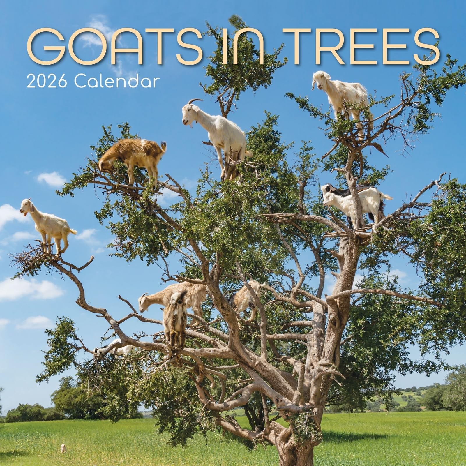 The Gifted Stationery 2026 Square Wall Calendar, Goats in Trees, 16-Month…