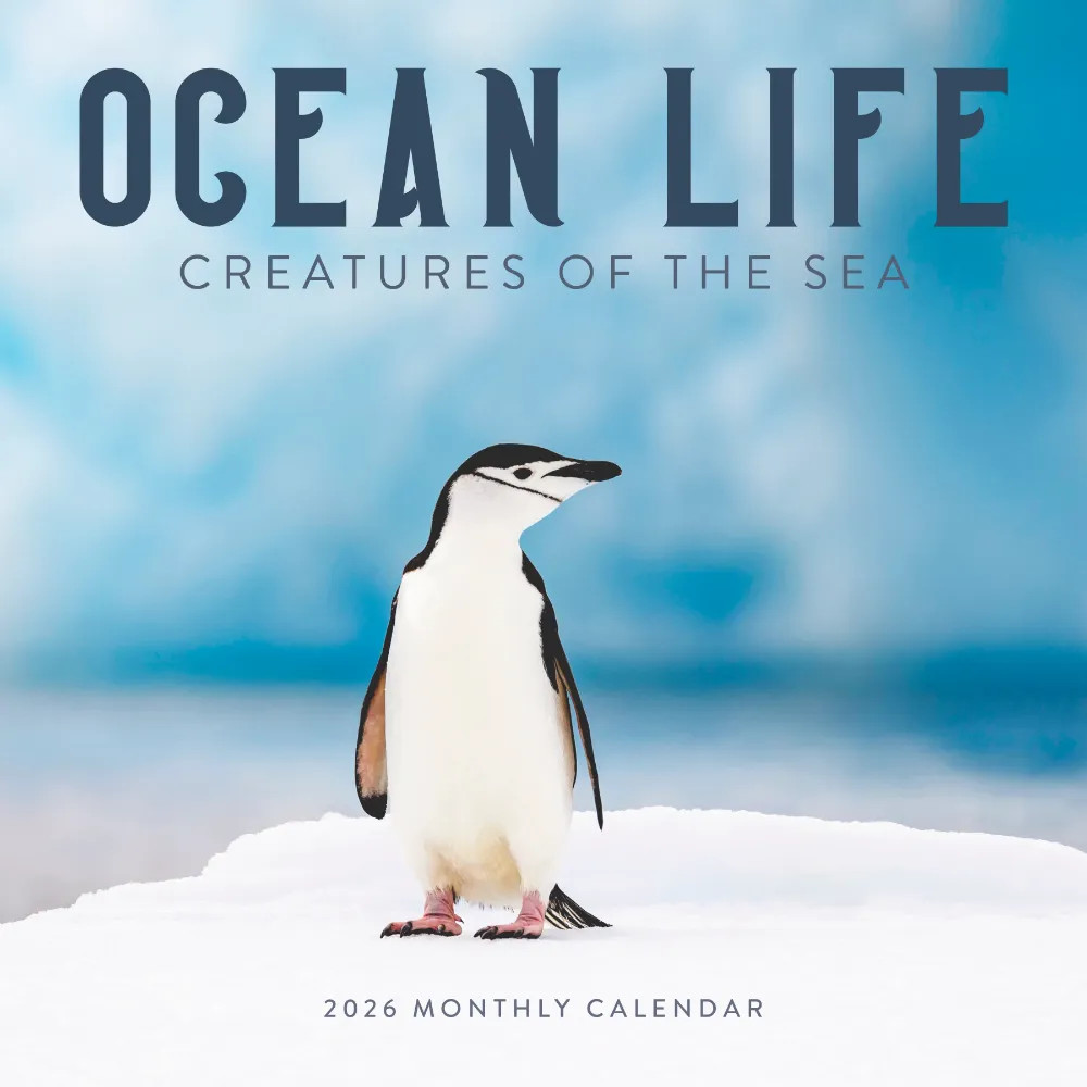 Ocean Life Calendar 2026 | 12″ x 24″ 12 Month Calendar | Marble City Press