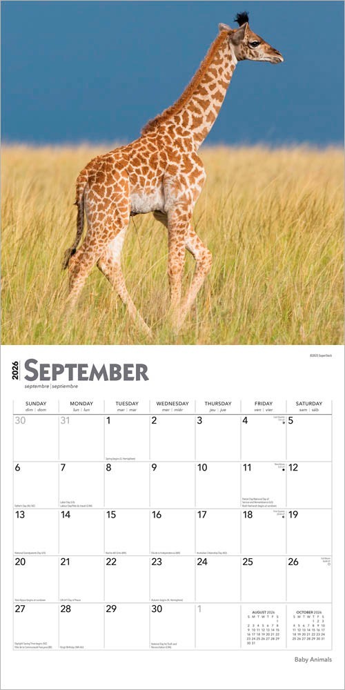 Baby Animals | 2026 12×24″ (Hanging) Square Wall Calendar | Plastic-Free