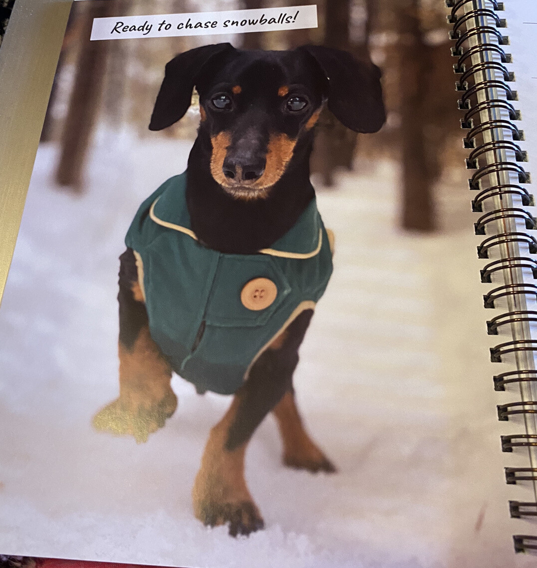 Crusoe the Celebrity Dachshund 2024 6.5″ x 8.5″ Engagement Calendar