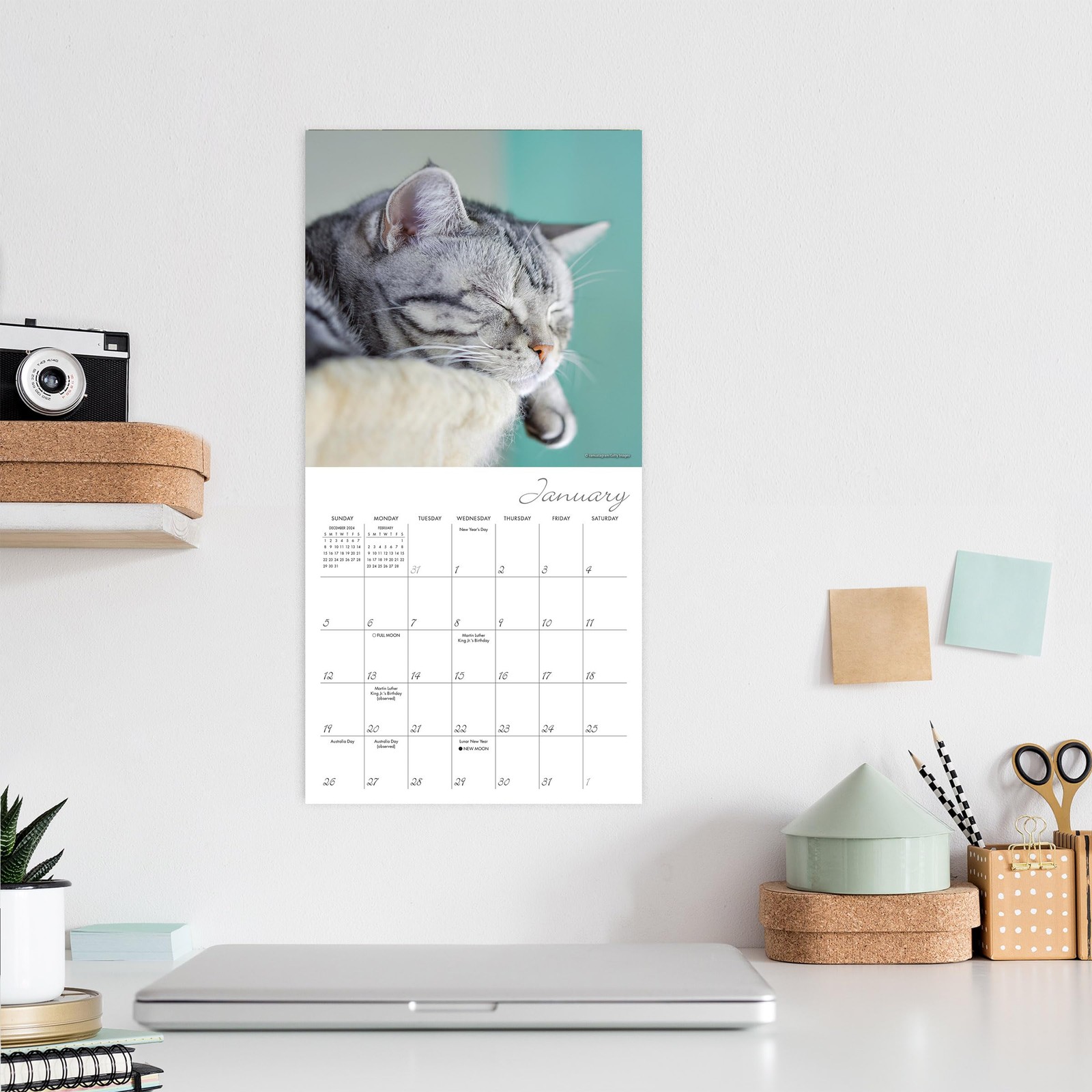 Cat Naps 2025 Mini Calendar, 7″ x 7″W x 7″H,