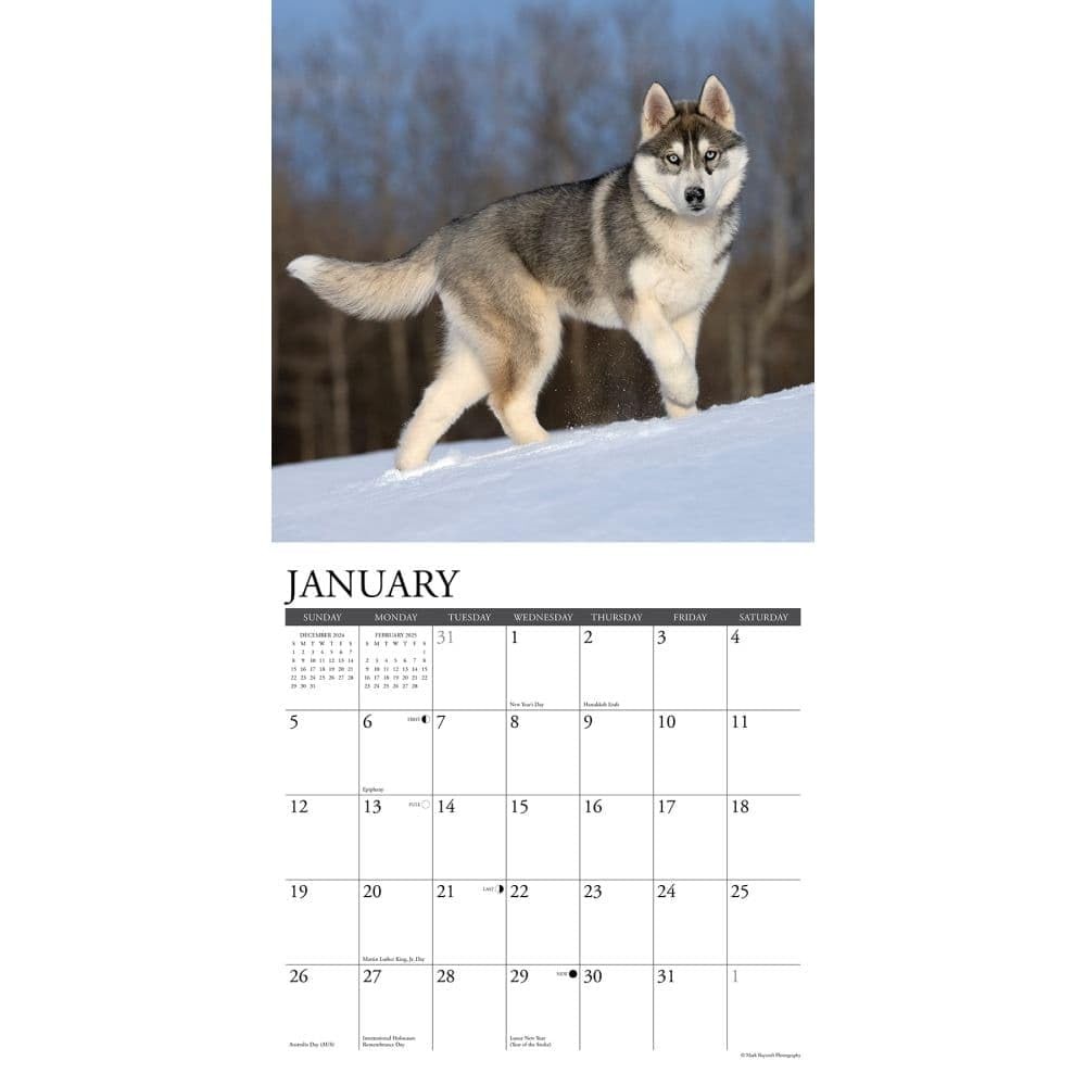 Just Siberian Huskies 2025 12″ x Wall Calendar