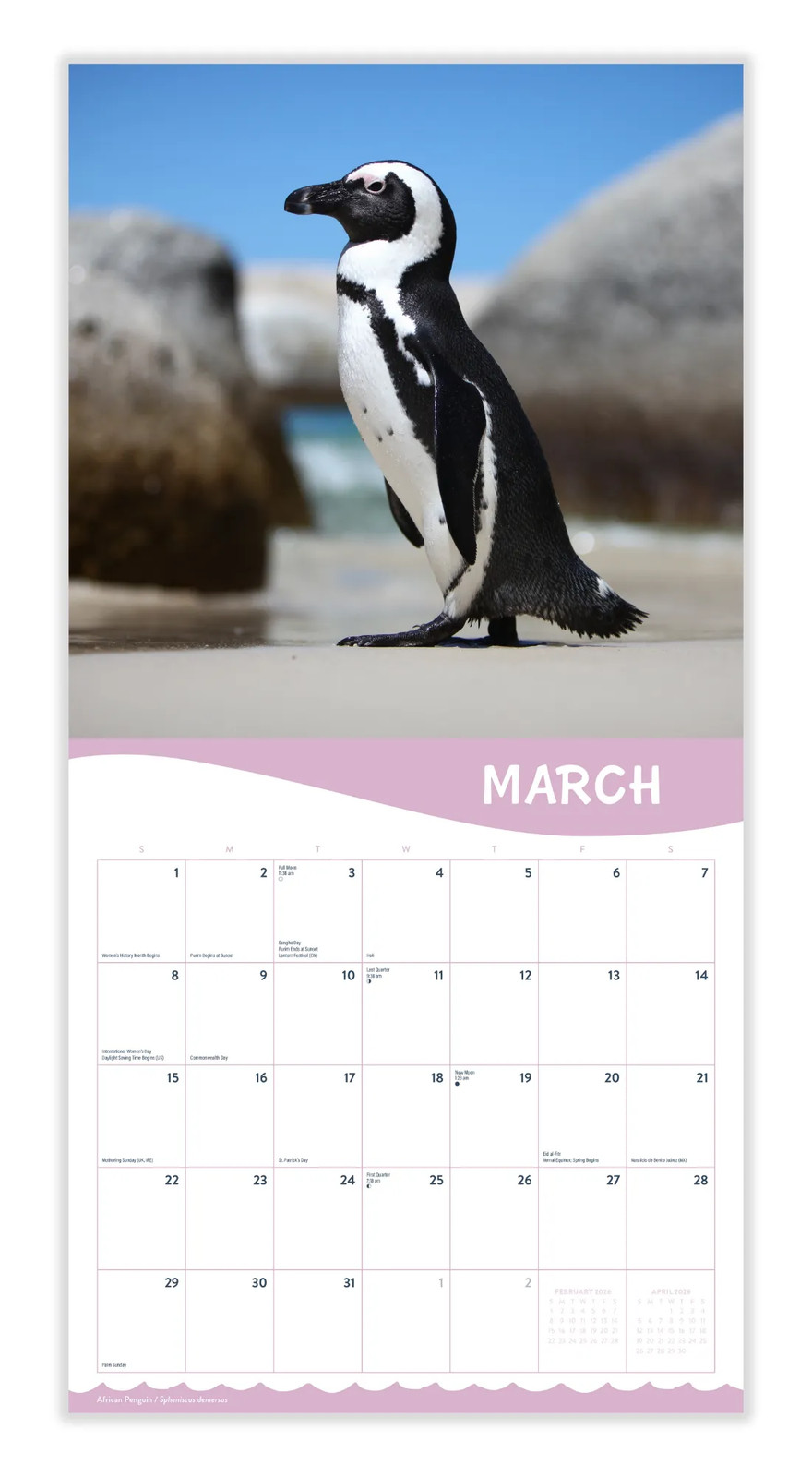 Penguins 2026 | 12″ x 24″ Cute Penguins Calendar 12 Month | Marble City Press