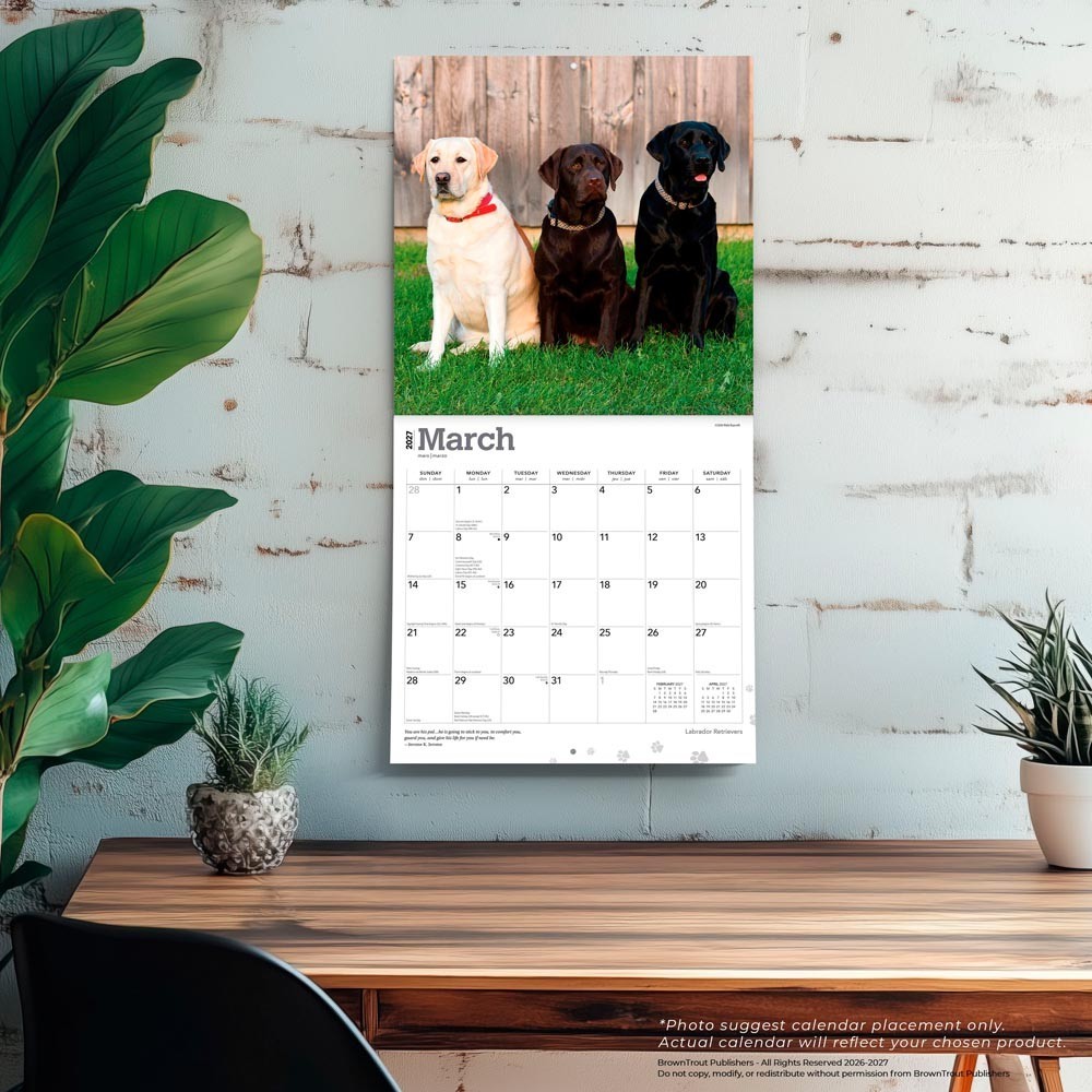 Labrador Retrievers | 2027 12×24″ (Hanging) Square Wall Calendar | Plastic-Free