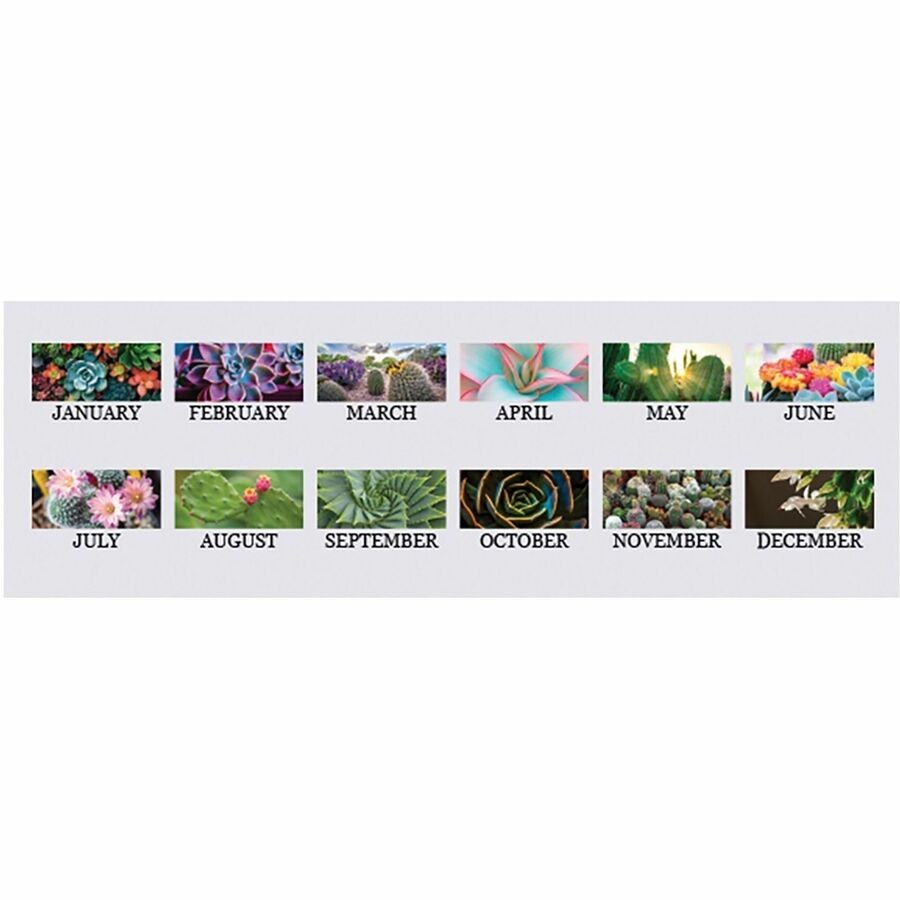House of Doolittle Recycled Succulent & Cacti Wall Calendar (hod-317) (hod317)