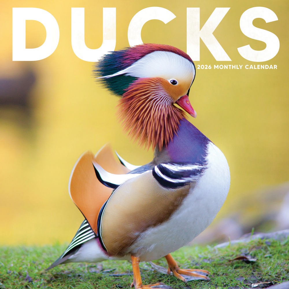 Ducks Calendar 2026 | 12″ x 24″ Cute Duck Calendar 12 Month | Marble City Press