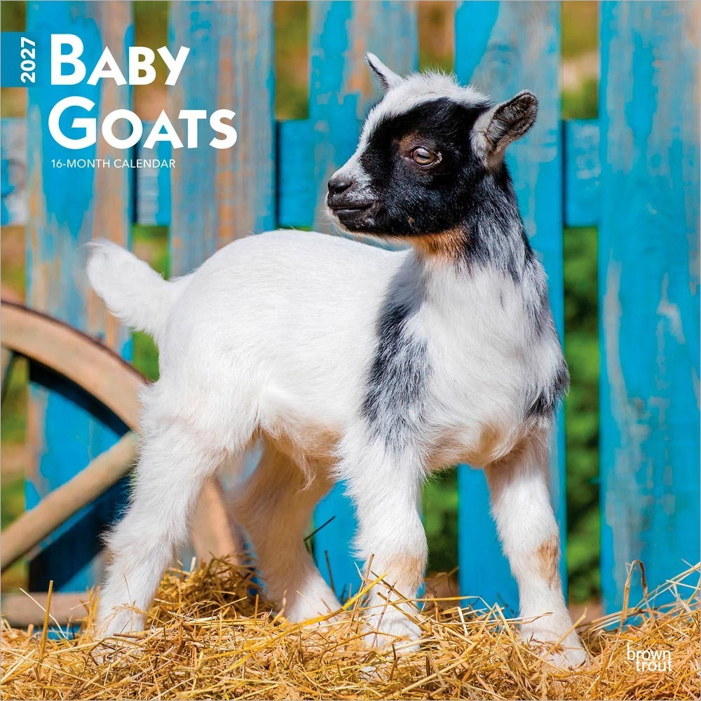 Baby Goats | 2027 12×24″ (Hanging) Monthly Square Wall Calendar | Plastic-Free