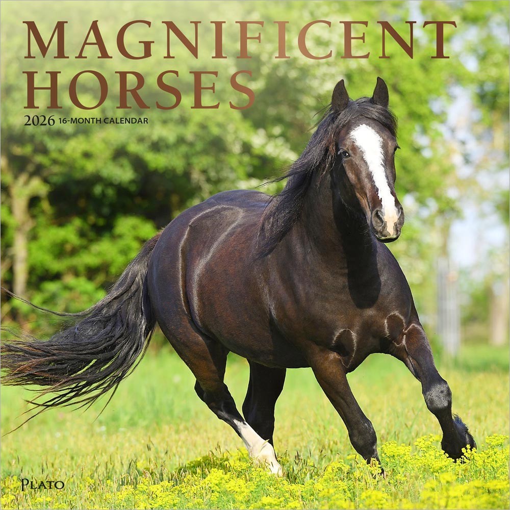 Magnificent Horses | 2026 12×24″ (Hanging) Monthly Square Wall Calendar