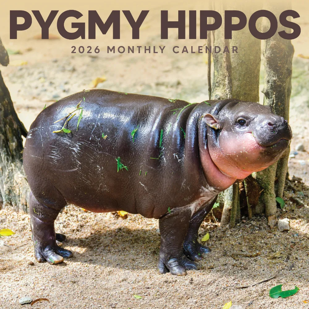 Pygmy Hippos 2026 | 12″ x 24″ Moo Deng Calendar 12 Month | Marble City Press