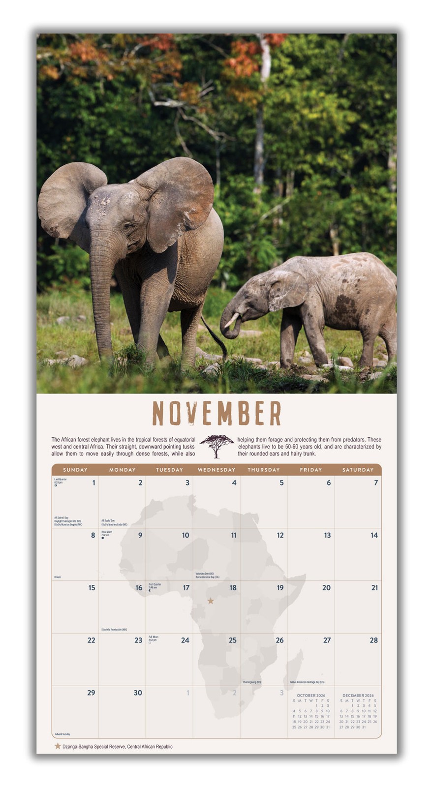 Safari Calendar 2026 | 12×24″ 12 Months | Marble City Press
