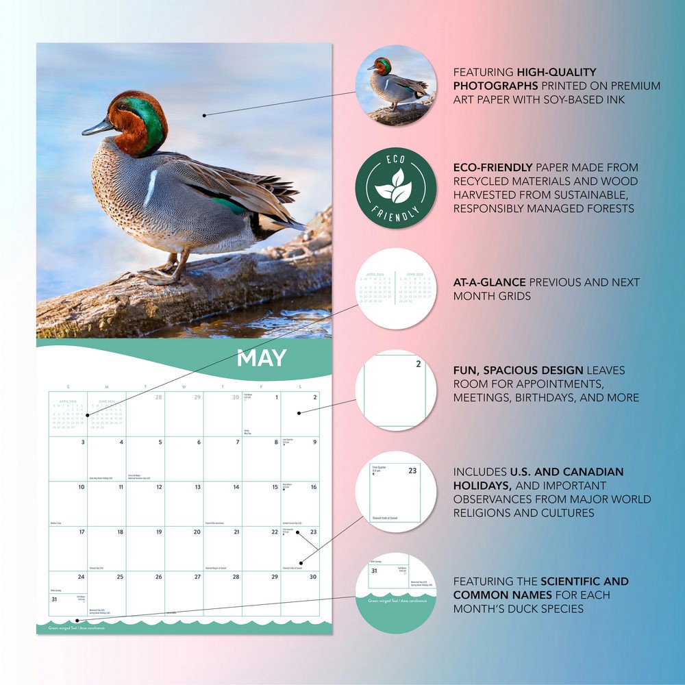 Ducks Calendar 2026 | 12″ x 24″ Cute Duck Calendar 12 Month | Marble City Press