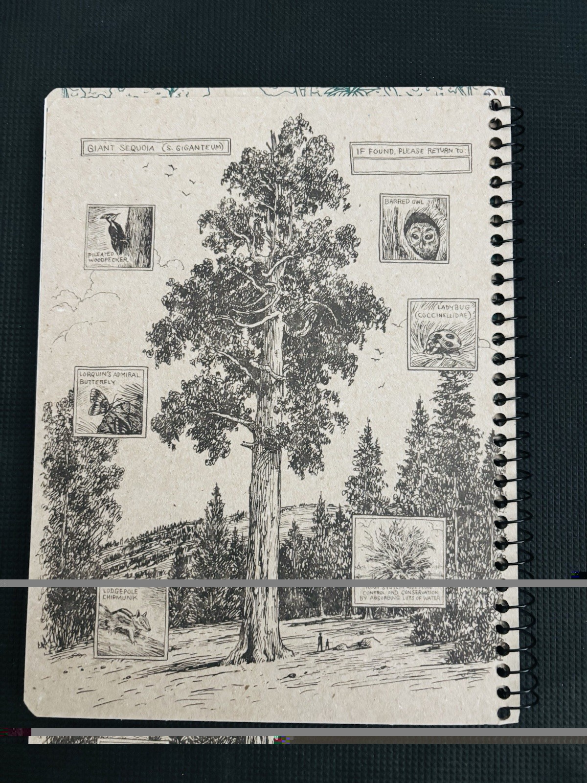 Everglades Decomposition Book: 100 Page College Ruled Composition Notebook Lined