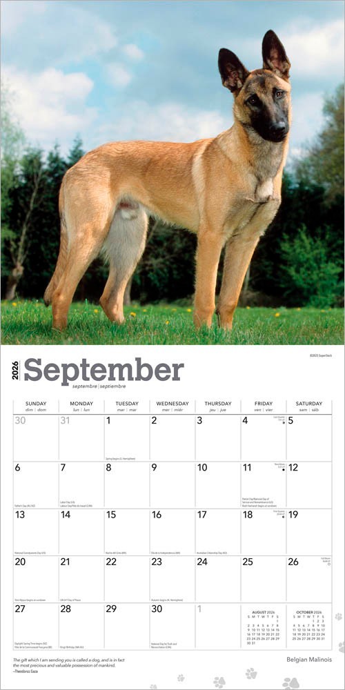 Belgian Malinois | 2026 12×24″ (Hanging) Square Wall Calendar | Plastic-Free