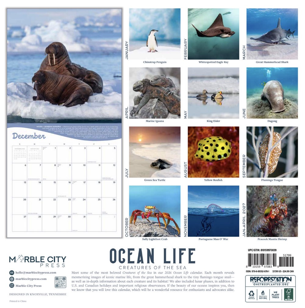 Ocean Life Calendar 2026 | 12″ x 24″ 12 Month Calendar | Marble City Press