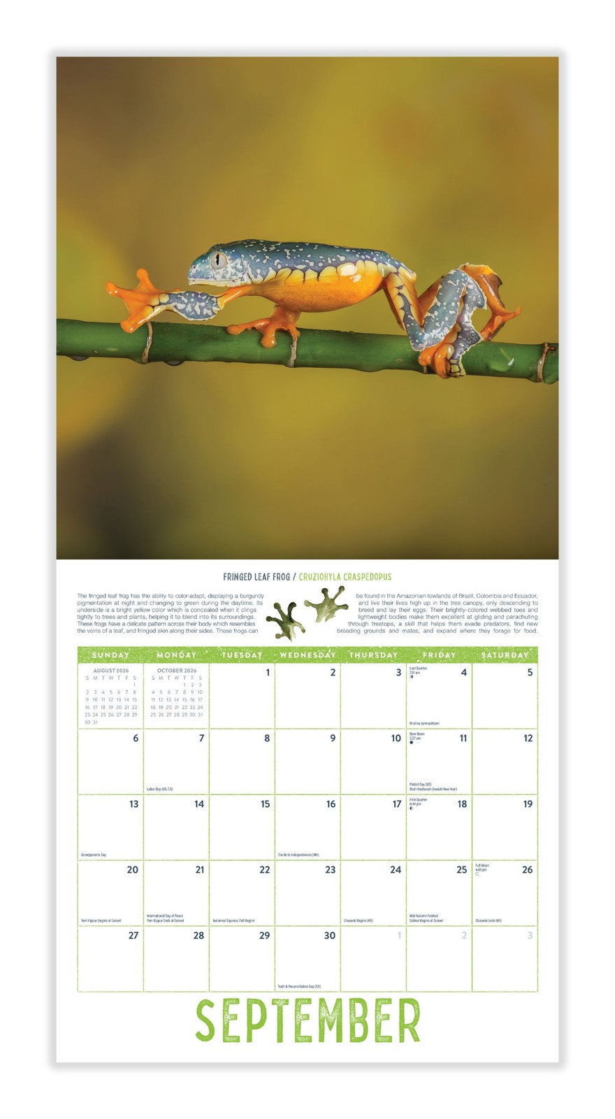 Frogs Calendar 2026 | 12″ x 24″ 12 Month Calendar | Marble City Press