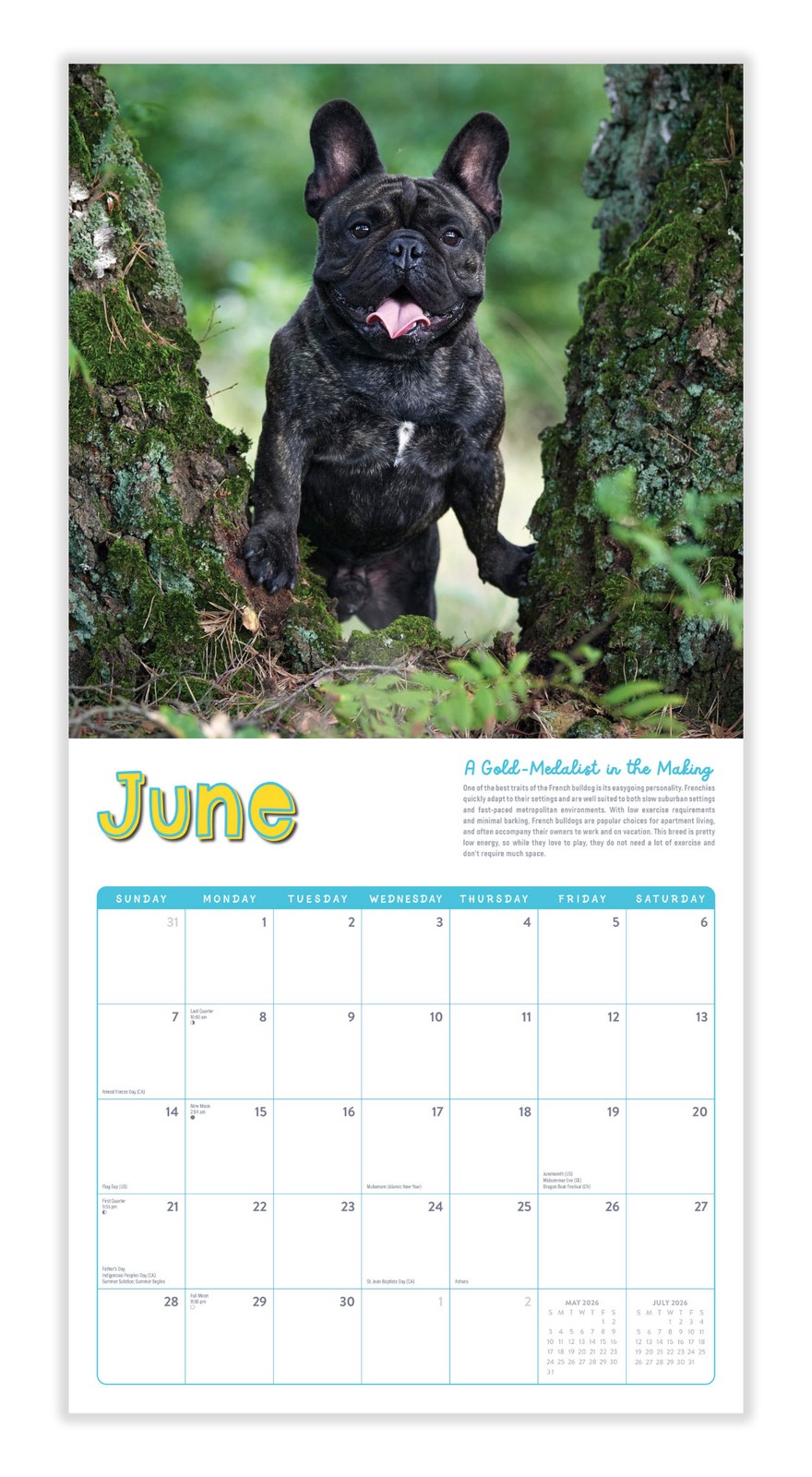 Frenchies Calendar 2026 | 12″ x 24″ 12 Month Calendar | Marble City Press