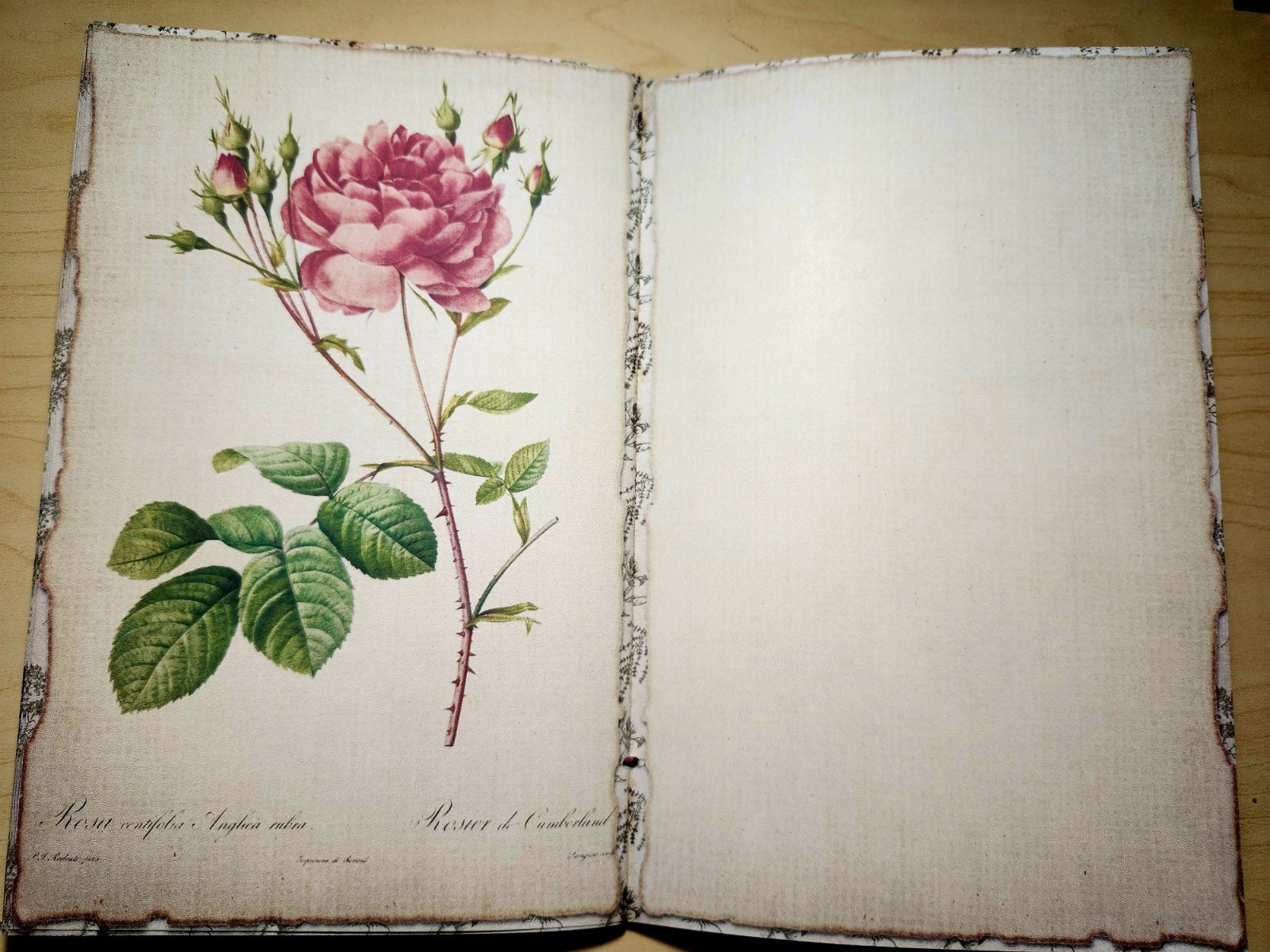 Junk Journal Booklet “BOTANY” Handmade Botanical Wildflowers Lg 8.5″x5.5″ 40pgs