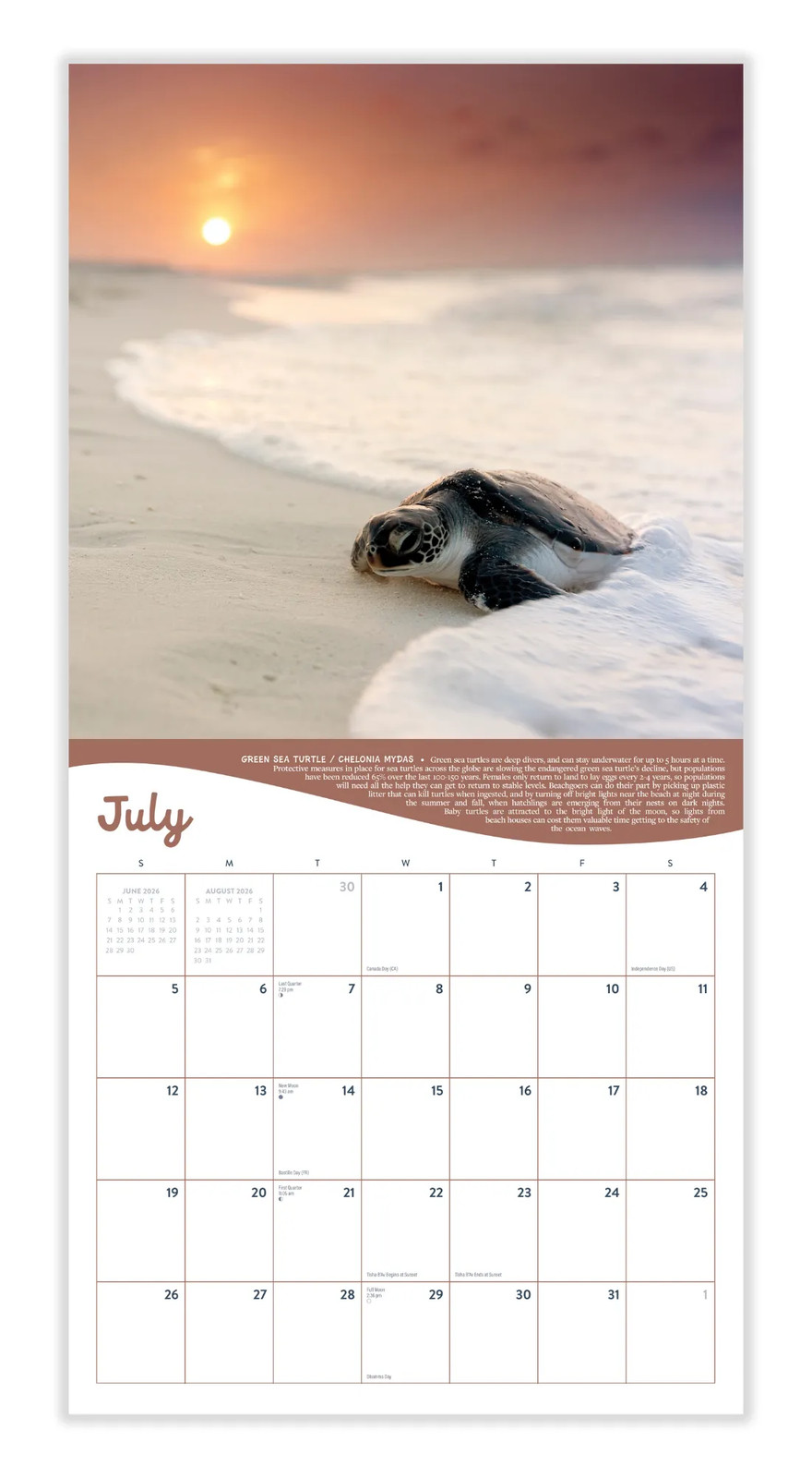 Ocean Life Calendar 2026 | 12″ x 24″ 12 Month Calendar | Marble City Press