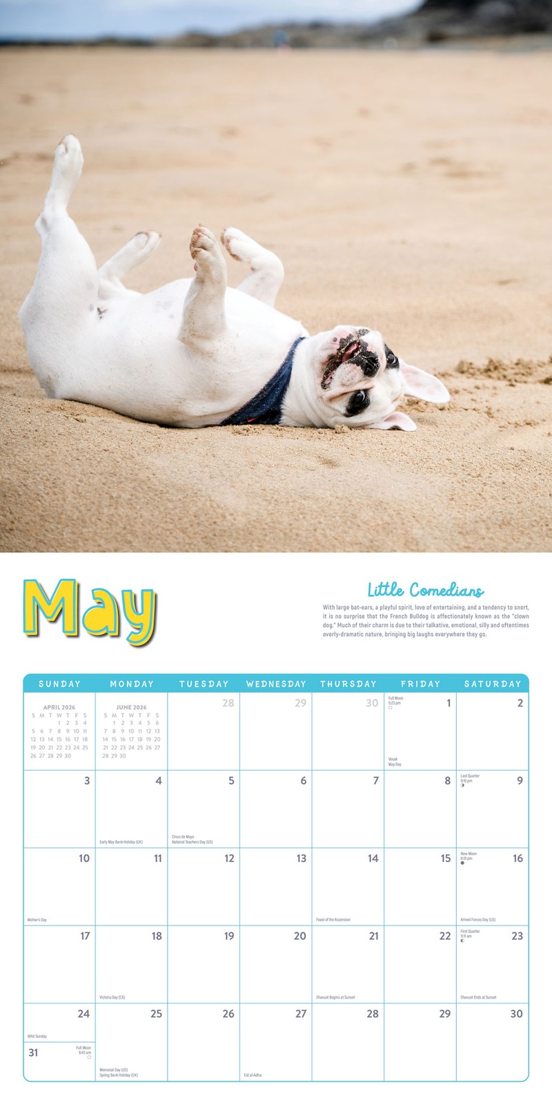 Frenchies Calendar 2026 | 12″ x 24″ 12 Month Calendar | Marble City Press