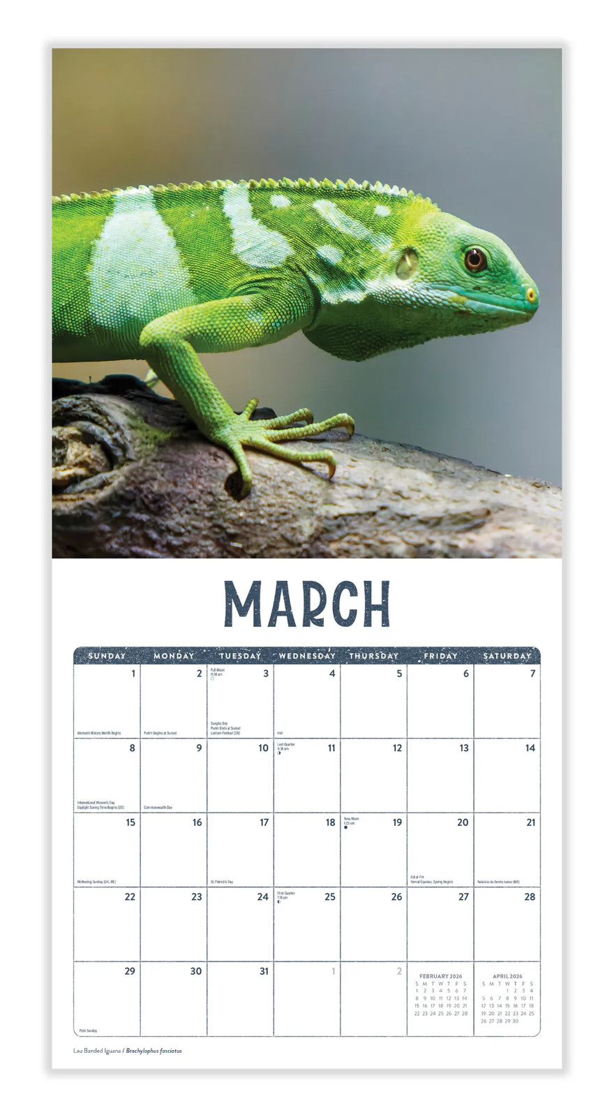 Lizards Calendar 2026 | 12″ x 24″ 12 Month Calendar | Marble City Press