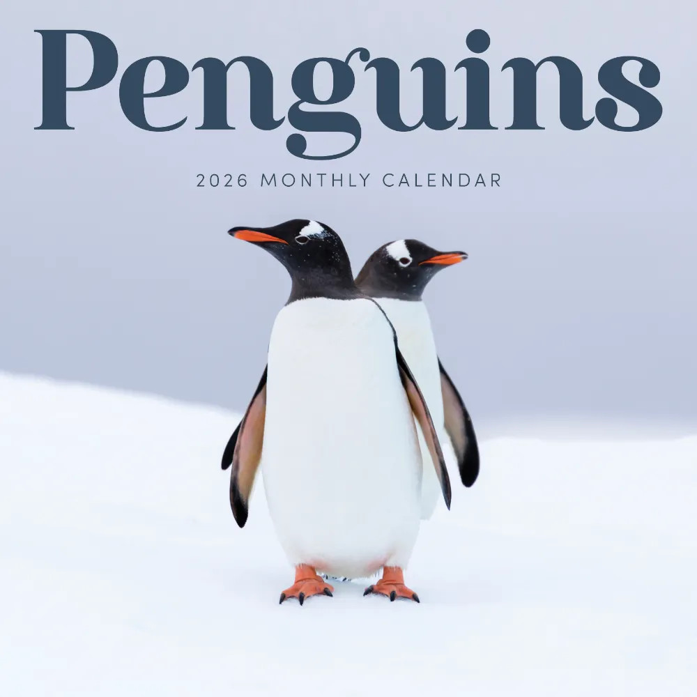 Penguins 2026 | 12″ x 24″ Cute Penguins Calendar 12 Month | Marble City Press