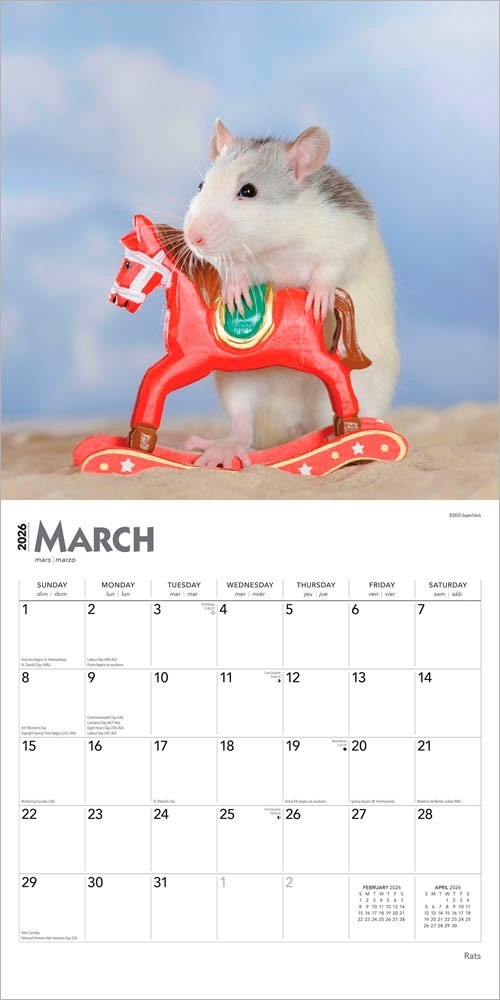 Rats | 2026 12×24″ (Hanging) Monthly Square Wall Calendar | Plastic-Free